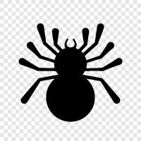 spider icon svg