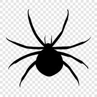 Spinne symbol