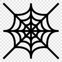 spider, orb weaver, web, spider web icon svg