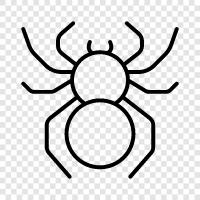 Spinne, Spinnen, arachnid, Gift symbol