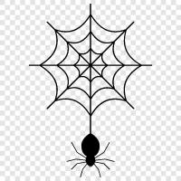 Spider, Web, Spider Webs, Web Design icon svg