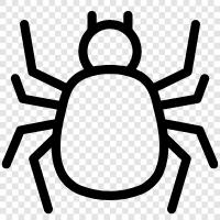 spider icon svg