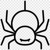 Spinne symbol