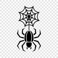 spider, web, spider webs, orb weaver spider icon svg