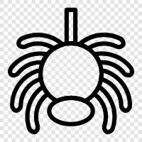Spinne symbol