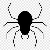 spider, scorpion, tarantula, daddy longlegs icon svg