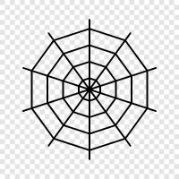 spider, spider web, spider silk, spider web spinning icon svg