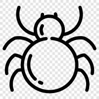 Spinnenmann, Spinnenfrau, Arachnophobie, SpinnenmannComic symbol