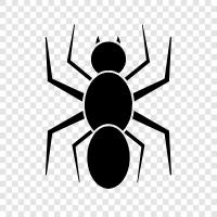 Spinnenmann, Spinnenfrau, arachnid, achtbeinig symbol