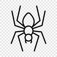 Spiderman, Spiderwoman, Spinnenseide, Spinnengift symbol