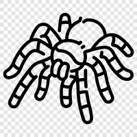 spiders, arachnids, leg span, size icon svg