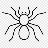 spiders, arachnids, eightlegged creatures, tarantula icon svg