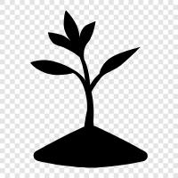 sprouting, vegetable, seeds, growth icon svg