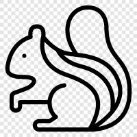 squirrel, animal, animal behavior, animal sounds icon svg