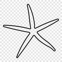 yıldız, brittle, starfish, deniz yıldızları ikon svg