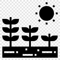 starting seeds, vegetable seeds, flower seeds, vegetable gardening icon svg