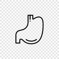 stomach, abdomen, gut, stomachache icon svg