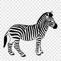 stripes, black, white, animal icon svg