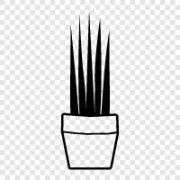 succulent, houseplant, cactus, succulent garden icon svg