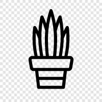 succulent, houseplant, easy care, low light icon svg