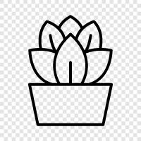 succulent, cactus, houseplant, pot plant icon svg