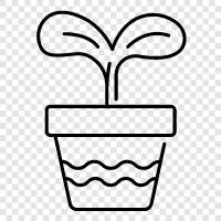 succulent plants, cactus, succulent plants for sale, planted pots icon svg