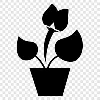 Succulents icon
