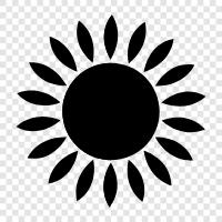 sun, beach, swimming, fun icon svg