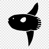 Sunfish balıkçılık, Sunfish tarifleri, Sunfish pişirme, Sunfish bakım ikon svg