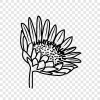 Sonnenblumen, Sonnenblumenkerne, Sonnenblumenöl symbol