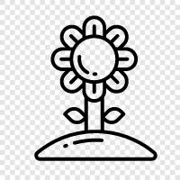 sunflower, sunflowers, sunflower seeds, sunflower oil icon svg