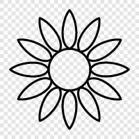 sunflower seeds, sunflower oil, sunflower seeds for dogs, sun icon svg