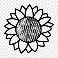 sunflower seeds, sunflower oil, sunflower seeds for cooking, sun icon svg