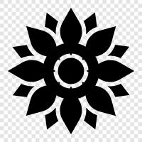 Sunflower Seeds icon