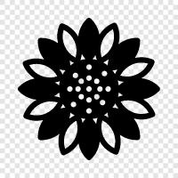 Sonnenblumenkerne, Sonnenblumenöl symbol