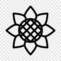 Sonnenblumen, Sonnenblumenkerne, Sonnenblumenöl symbol