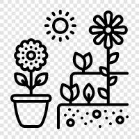Sonnenblumen, Sonnenblumenkerne, Sonnenblumenöl symbol