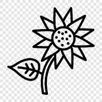 ayçiçeği, ayçiçeği tohumu, ayçiçeği yağı, ayçiçeği tohumları ikon svg