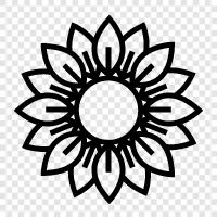 Sunflowers, Sunflower Seeds, Sunflower Oil, Sunflower icon svg