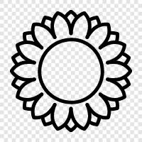 sunflowers, sunflower seeds, sunflower oil, Sunflower icon svg