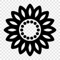 sunflowers, sunflower seeds, sunflower oil, Sunflower icon svg