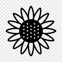 sunflowers, sunflower seeds, sunflower oil, Sunflower icon svg