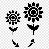 Sonnenblumen, Sonnenblumenkerne, Sonnenblumenöl symbol