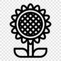 sunflowers, yellow, happy, beautiful icon svg