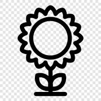 sunflowers, sunflower seeds, sunflower oil, Sunflower icon svg