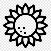 sunflowers, sunflower seeds, sunflower oil, sunflower butter icon svg
