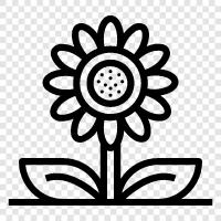 ayçiçeği, çiçek, dahlia ikon svg