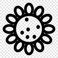 sunflowers, flowers, flowering, colors icon svg