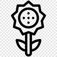 Sonnenblumen symbol