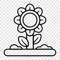 Sonnenblumen, Sonnenblumenkerne, Sonnenblumenöl symbol